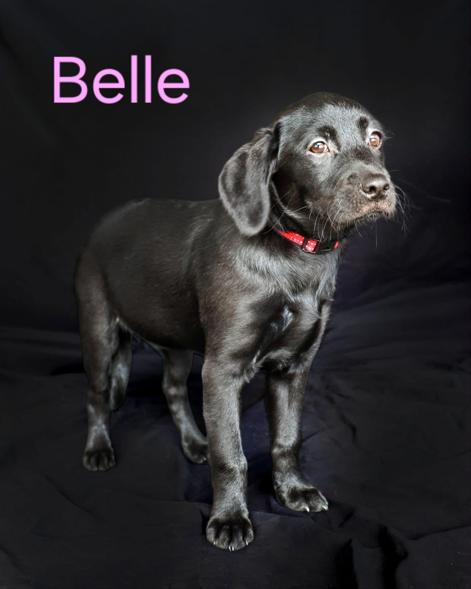 Belle, ADOPTABLE, Puppy Female Labrador Retriever.