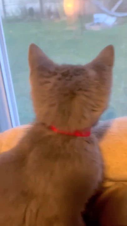 Enlarge Zach - Sweet and affectionate, a Adoptable mixed breed in Hales Corners, WI video 2/6