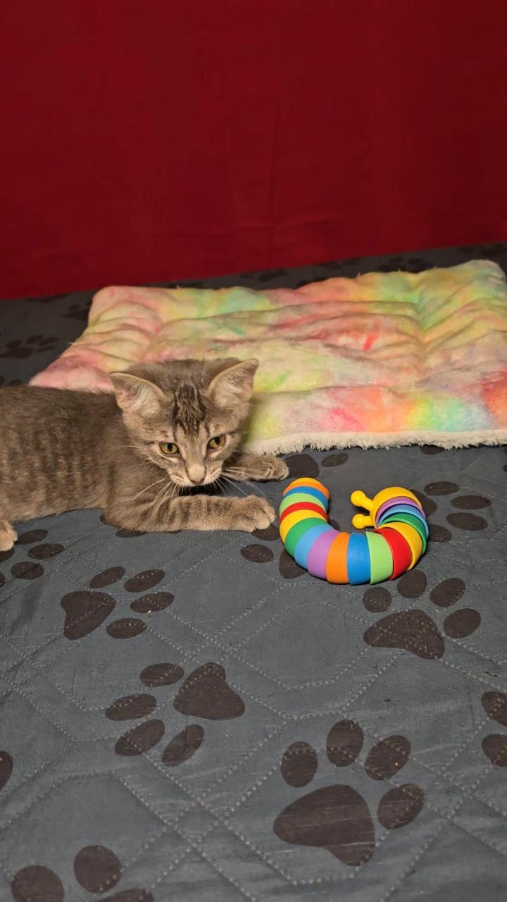 NEBULA, an adoptable Tabby in Fletcher, OK, 73541 | Photo Image 4