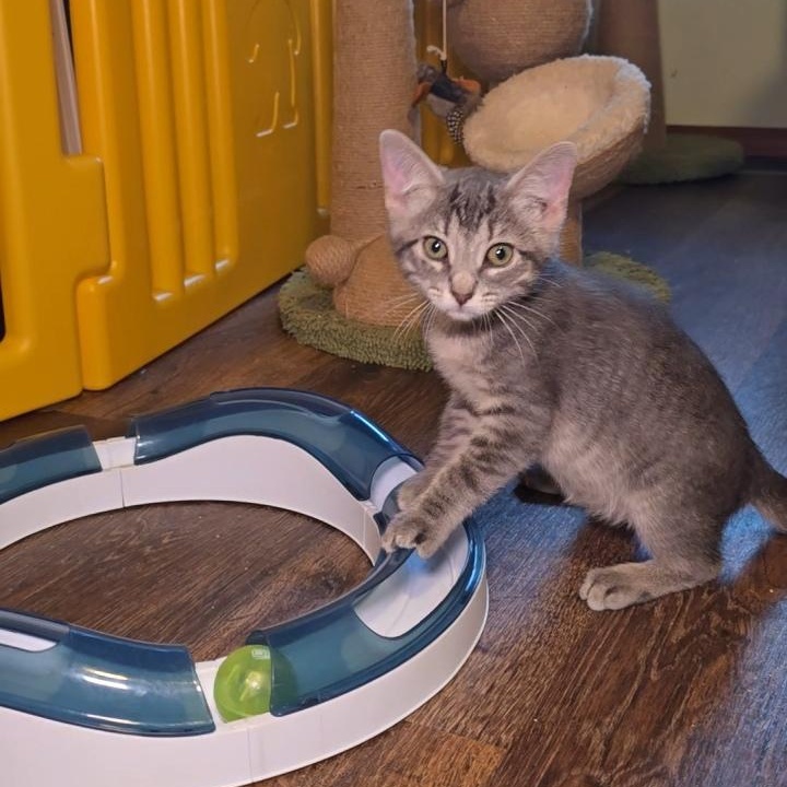 NEBULA, Adoptable, Young Female Tabby.