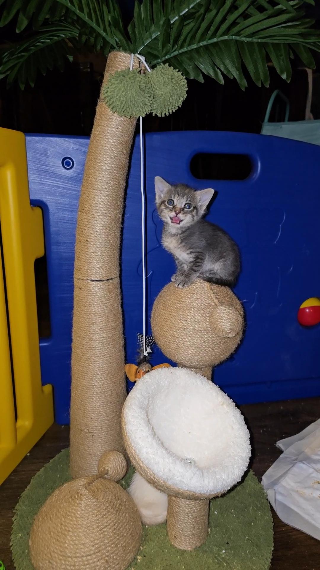 NEBULA, an adoptable Tabby in Fletcher, OK, 73541 | Photo Image 6