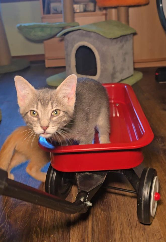 NEBULA, an adoptable Tabby in Fletcher, OK, 73541 | Photo Image 3