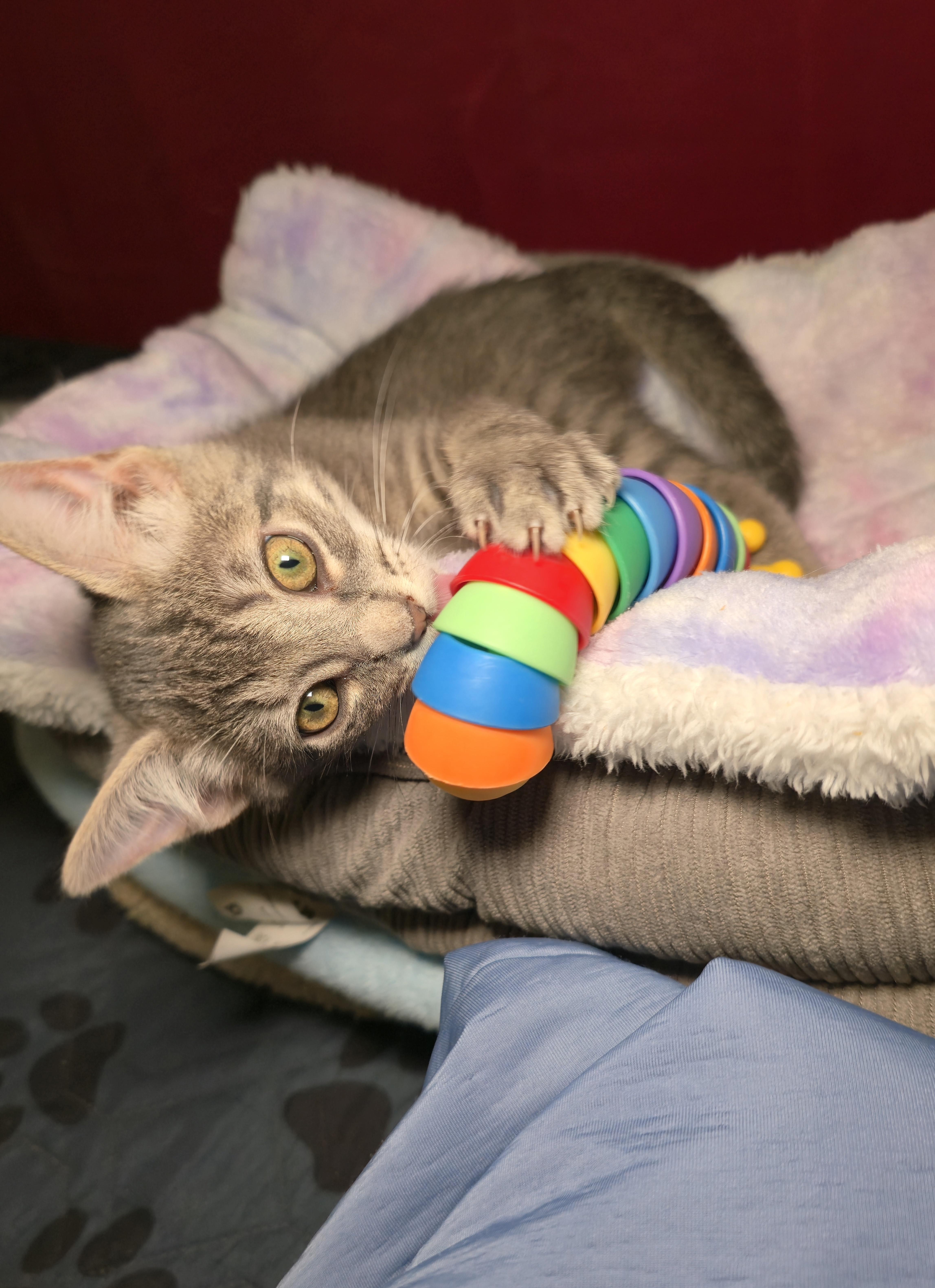 NEBULA, an adoptable Tabby in Fletcher, OK, 73541 | Photo Image 1