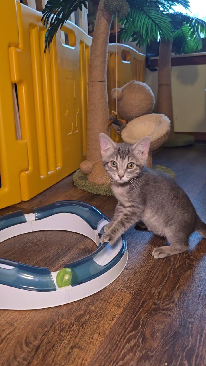 NEBULA, an adoptable Tabby in Fletcher, OK, 73541 | Photo Image 5