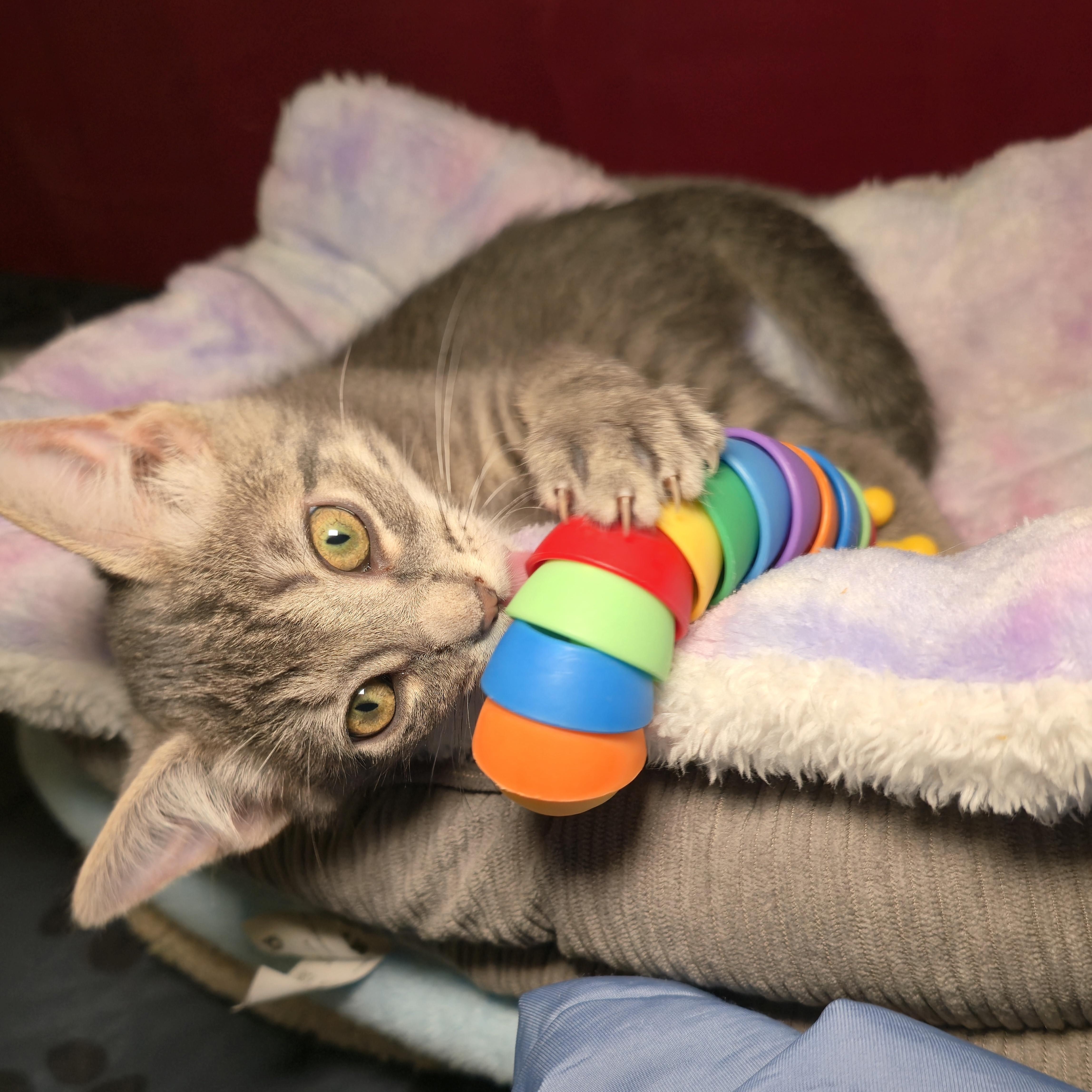 NEBULA, a Adoptable Tabby in Fletcher, OK image 2/4