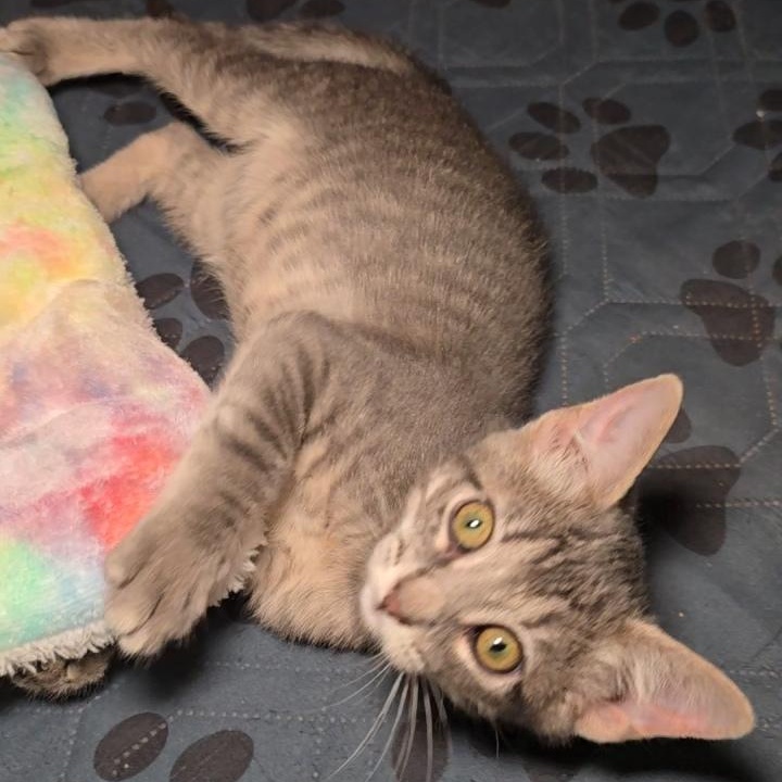 NEBULA, a Adoptable Tabby in Fletcher, OK image 3/4