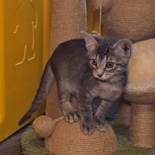 NEBULA, a Adoptable Tabby in Fletcher, OK image 4/4