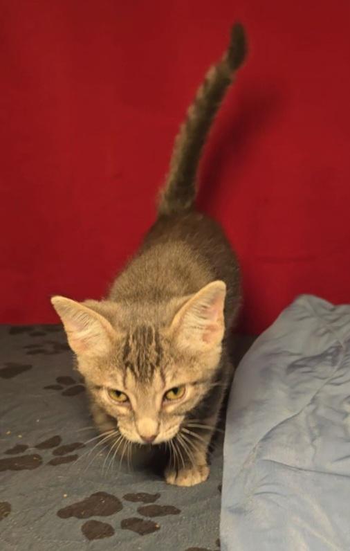 NEBULA, an adoptable Tabby in Fletcher, OK, 73541 | Photo Image 2