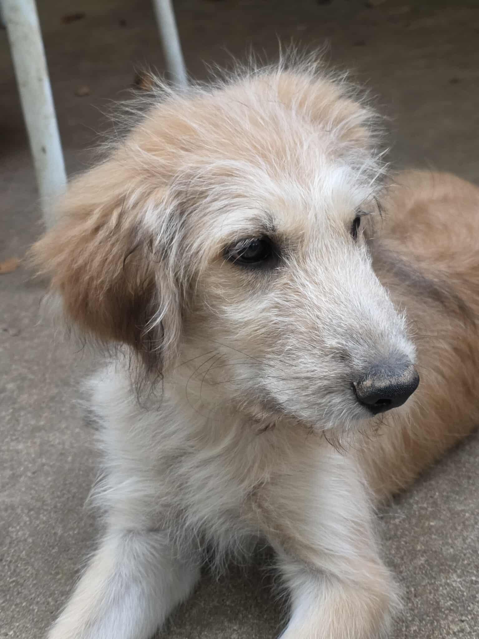 Scruffy