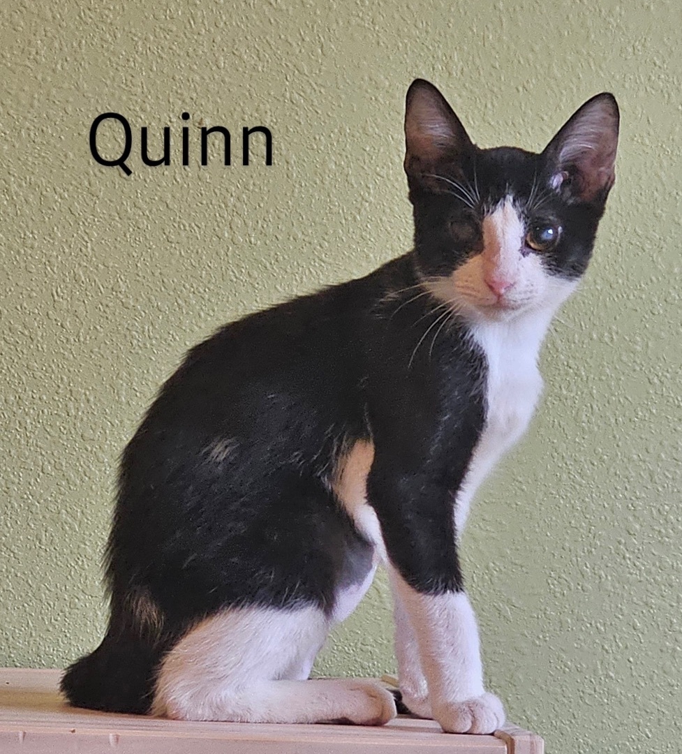 Enlarge Quinn - North Conroe Petsmart, a Adoptable mixed breed in Conroe, TX image 1/5