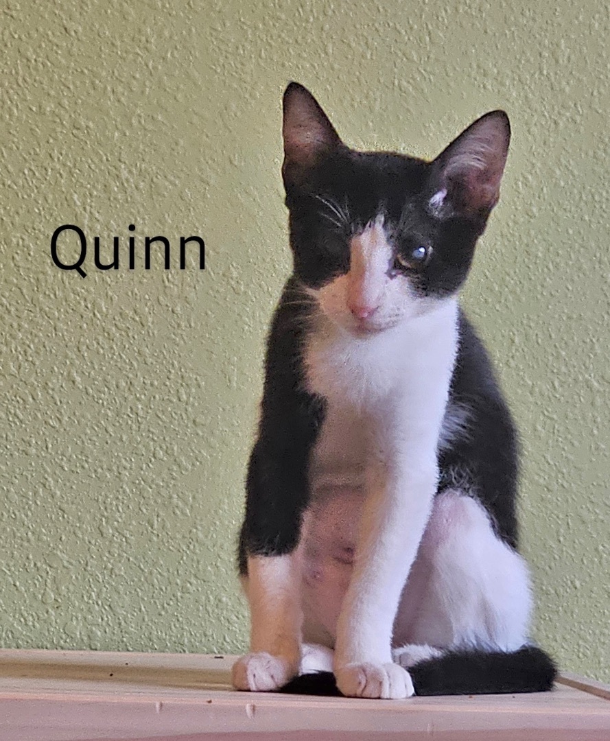Enlarge Quinn - North Conroe Petsmart, a Adoptable mixed breed in Conroe, TX image 2/5