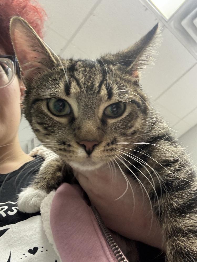 Enlarge Flora, a Adoptable mixed breed in Lemont, IL image 2/4