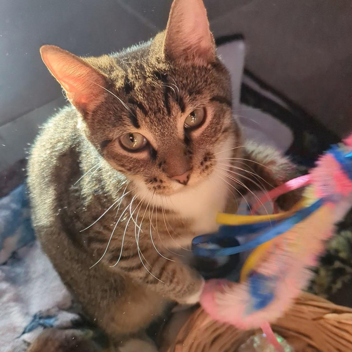 Enlarge Flora, a Adoptable mixed breed in Lemont, IL image 3/4