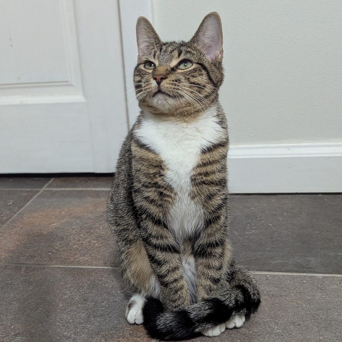 Enlarge Flora, a Adoptable mixed breed in Lemont, IL image 1/4