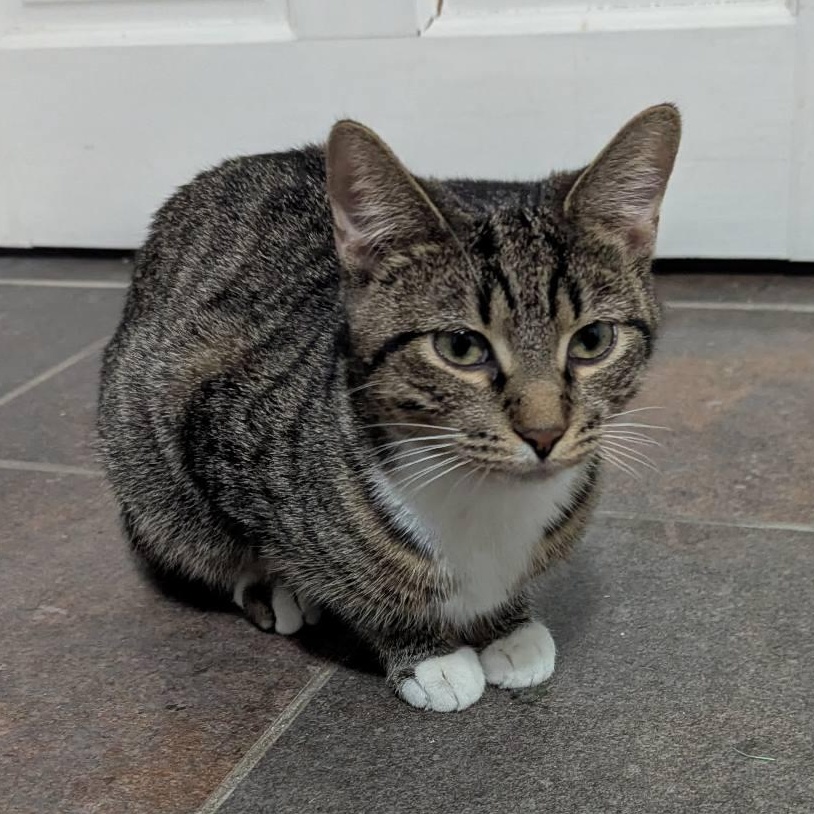 Enlarge Flora, a Adoptable mixed breed in Lemont, IL image 4/4