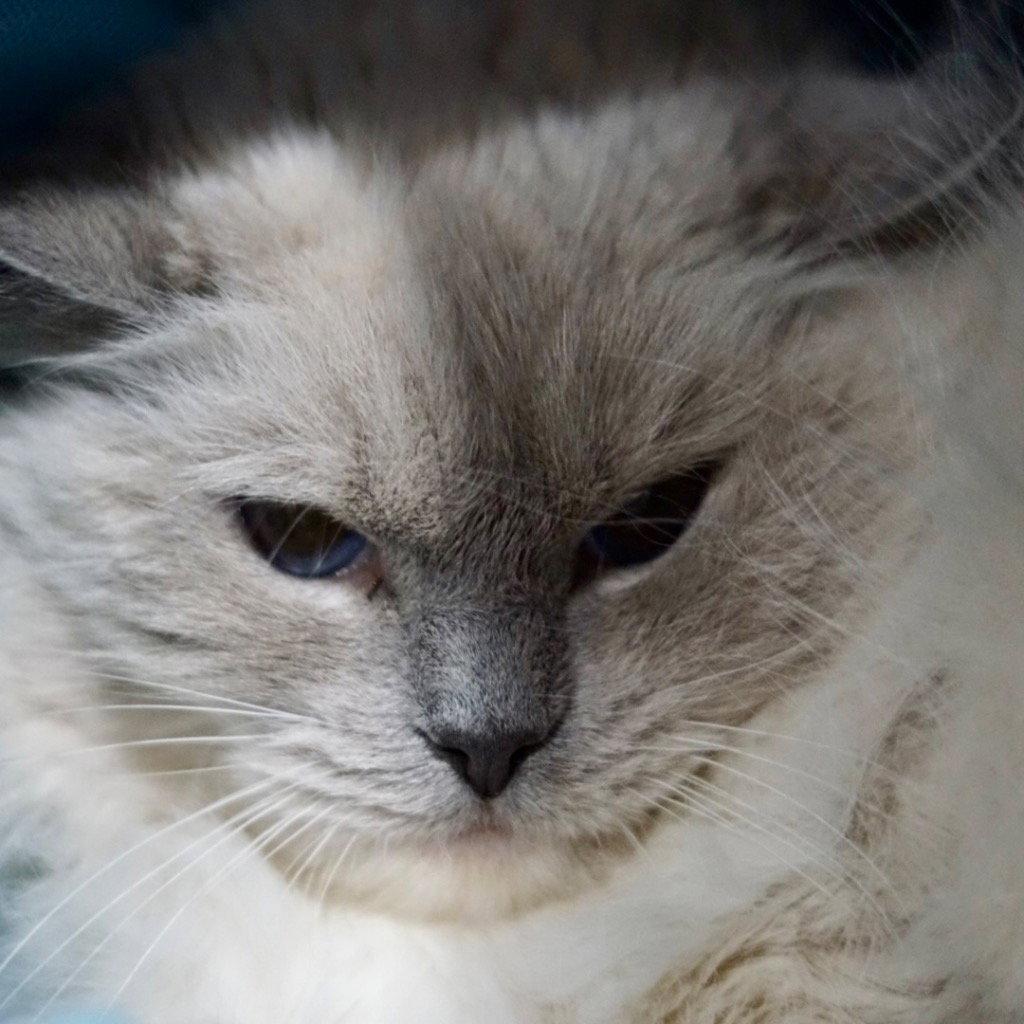 Enlarge Isabella, a Adoptable Ragdoll in Saint George, UT image 1/2