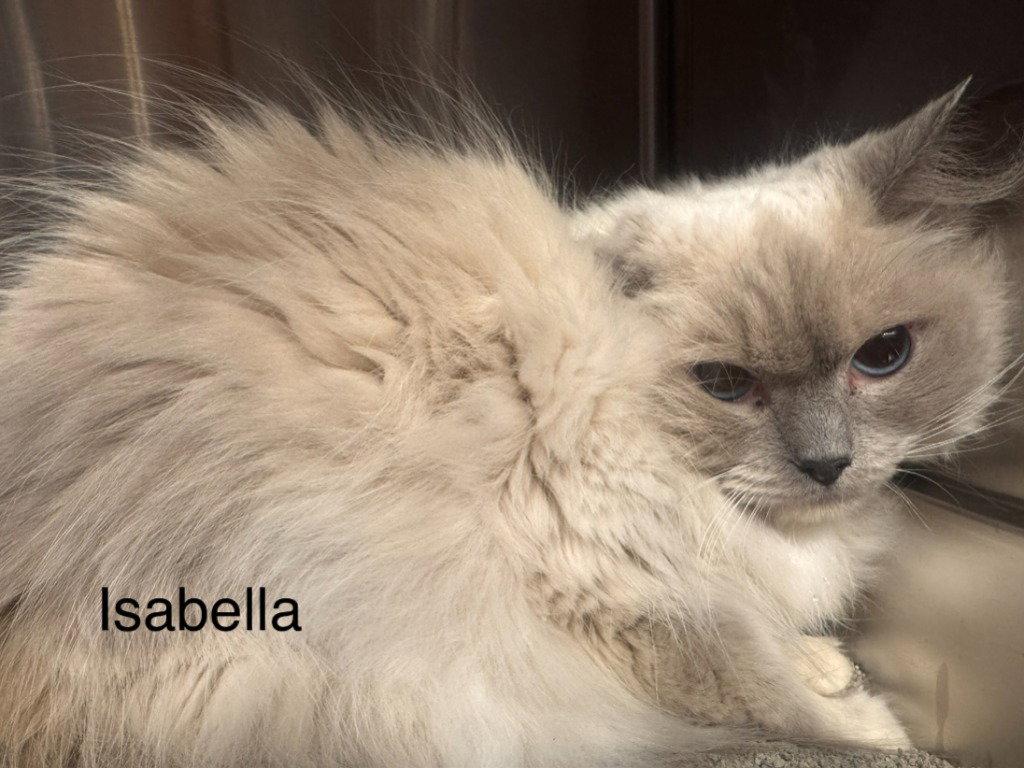Enlarge Isabella, a Adoptable Ragdoll in Saint George, UT image 2/2