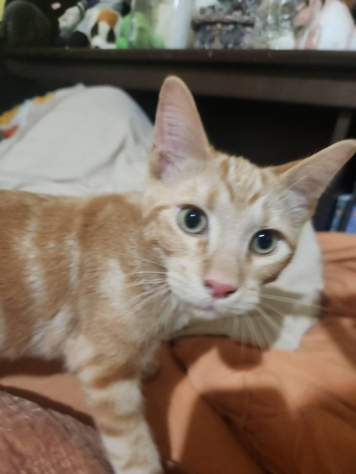 Enlarge Rooster, a ADOPTABLE Domestic Short Hair in Gladstone, OR image 2/3