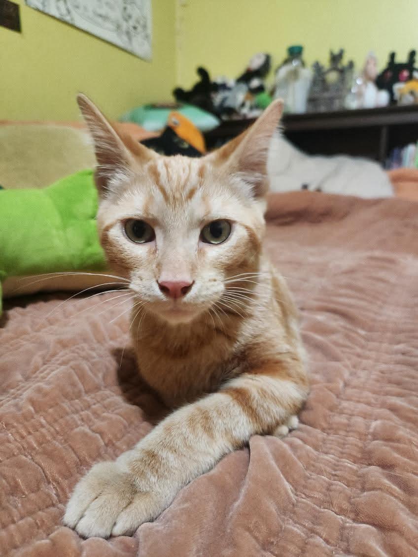 Enlarge Rooster, a ADOPTABLE Domestic Short Hair in Gladstone, OR image 1/3