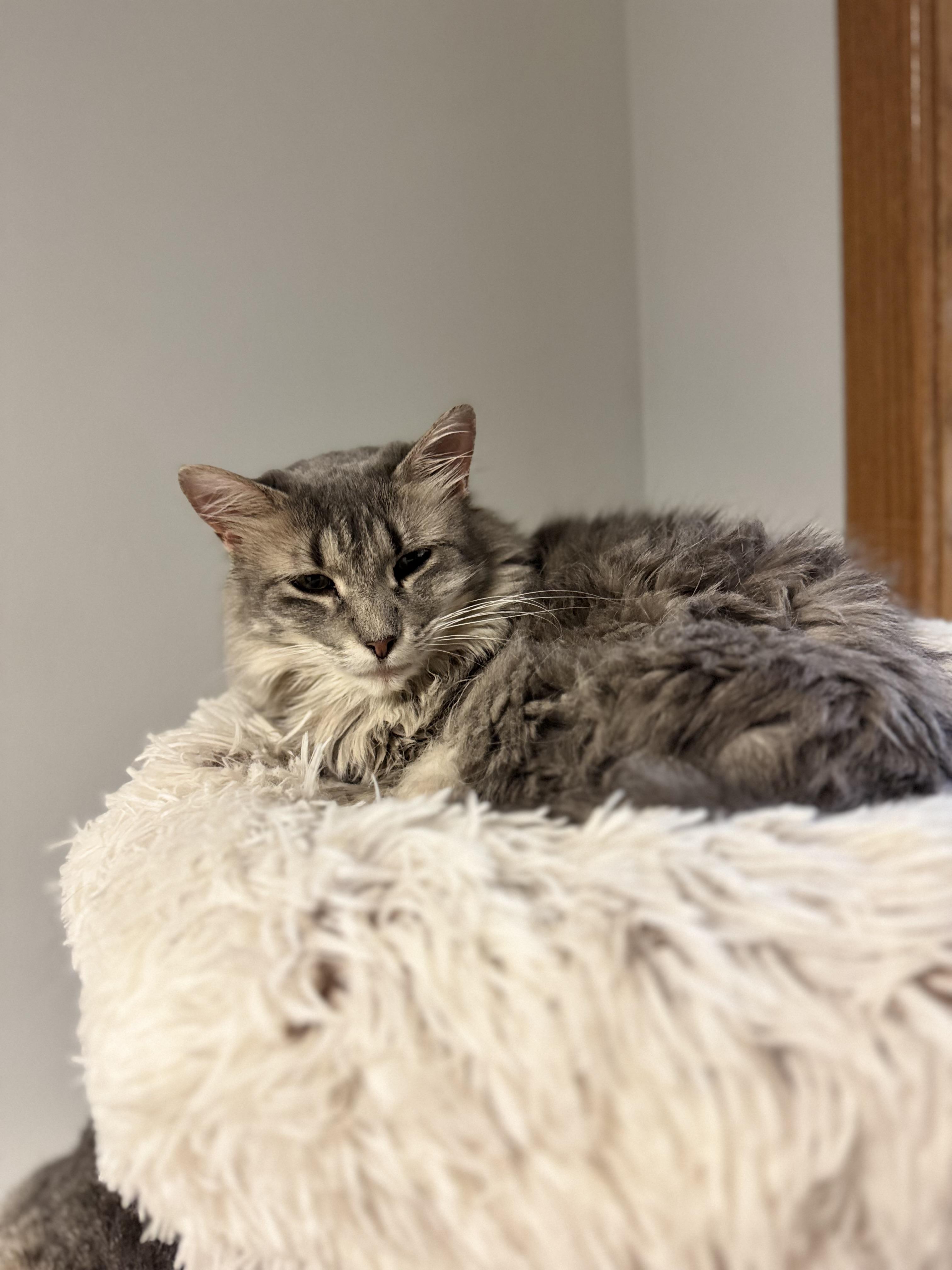 Frankie, a ADOPTABLE Domestic Long Hair in Dodgeville, WI image 3/3