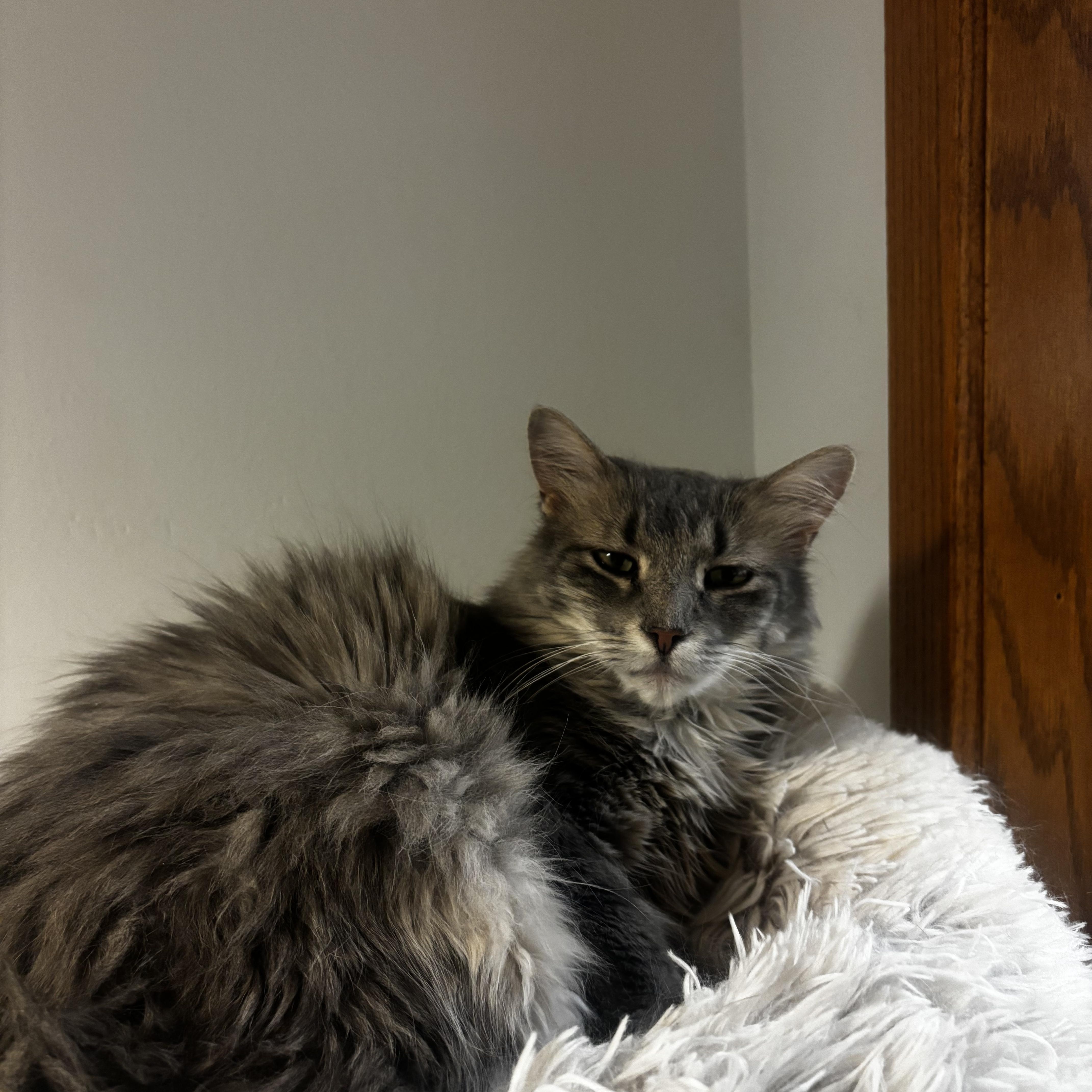 Frankie, a ADOPTABLE Domestic Long Hair in Dodgeville, WI image 2/3