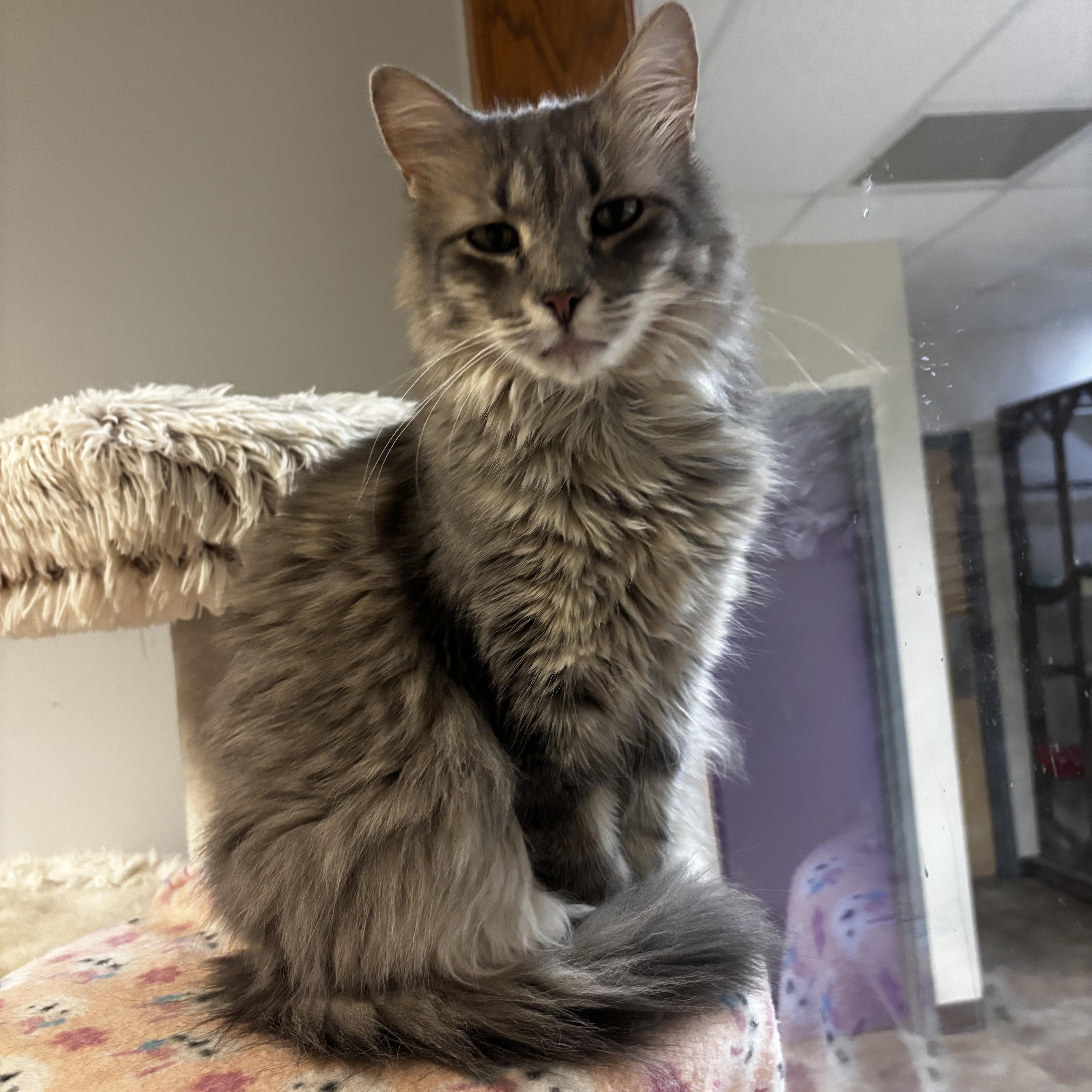 Frankie, a ADOPTABLE Domestic Long Hair in Dodgeville, WI image 1/3