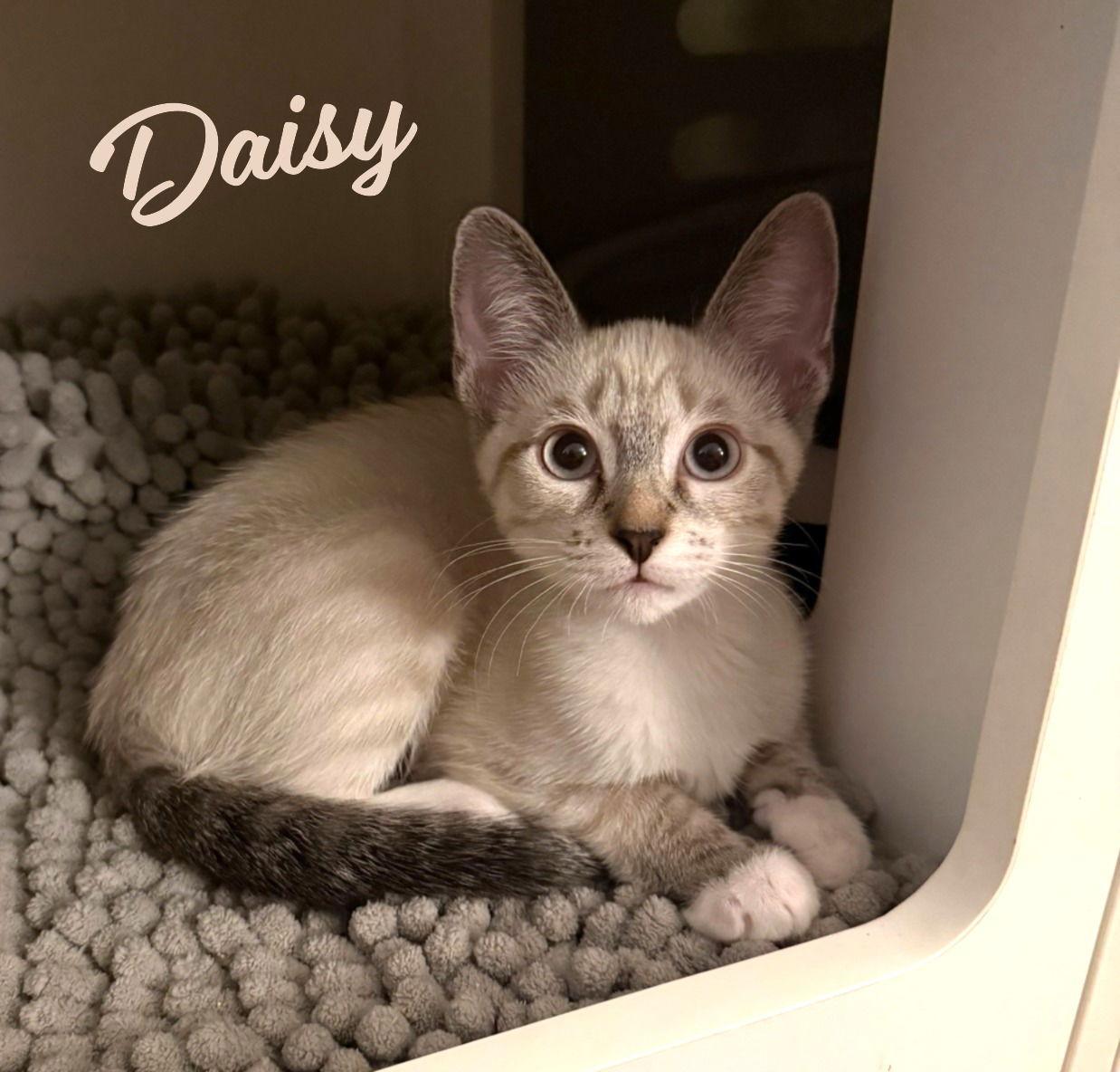Enlarge Daisy #Siamese-dollbaby, a Adopted mixed breed in Houston, TX image 1/1