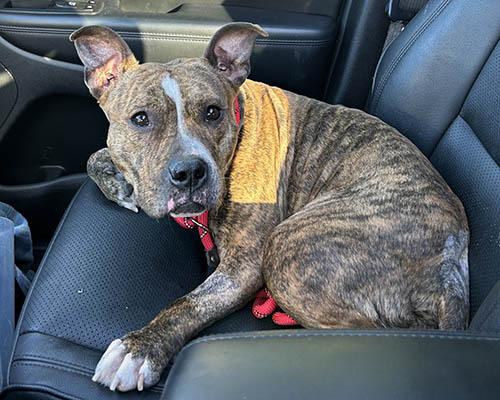 Cookie 1, Adoptable, Adult Female Pit Bull Terrier.