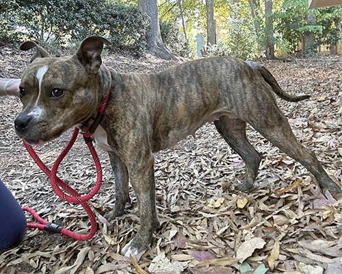 Enlarge Cookie 1, a Adoptable mixed breed in Lake Wylie, SC image 2/4