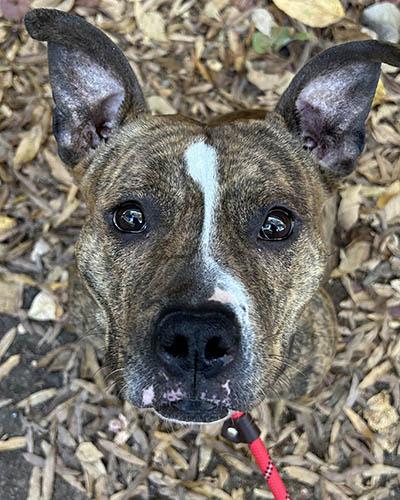 Enlarge Cookie 1, a Adoptable mixed breed in Lake Wylie, SC image 3/4