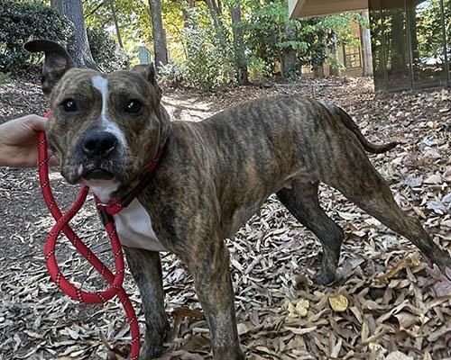 Enlarge Cookie 1, a Adoptable mixed breed in Lake Wylie, SC image 4/4