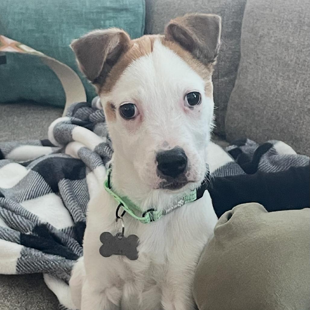 Cooper, a Adoptable Jack Russell Terrier in La Grange, KY image 6/6