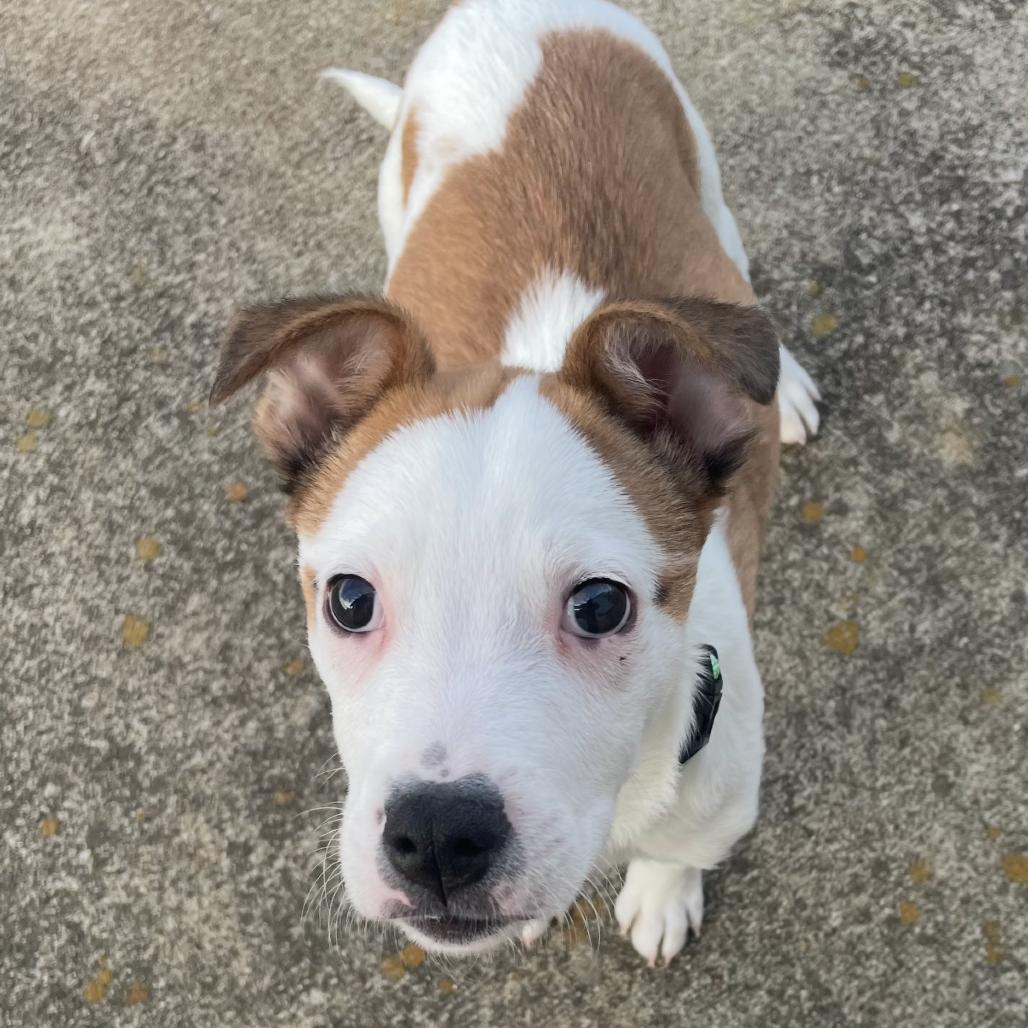 Cooper, a Adoptable Jack Russell Terrier in La Grange, KY image 2/6