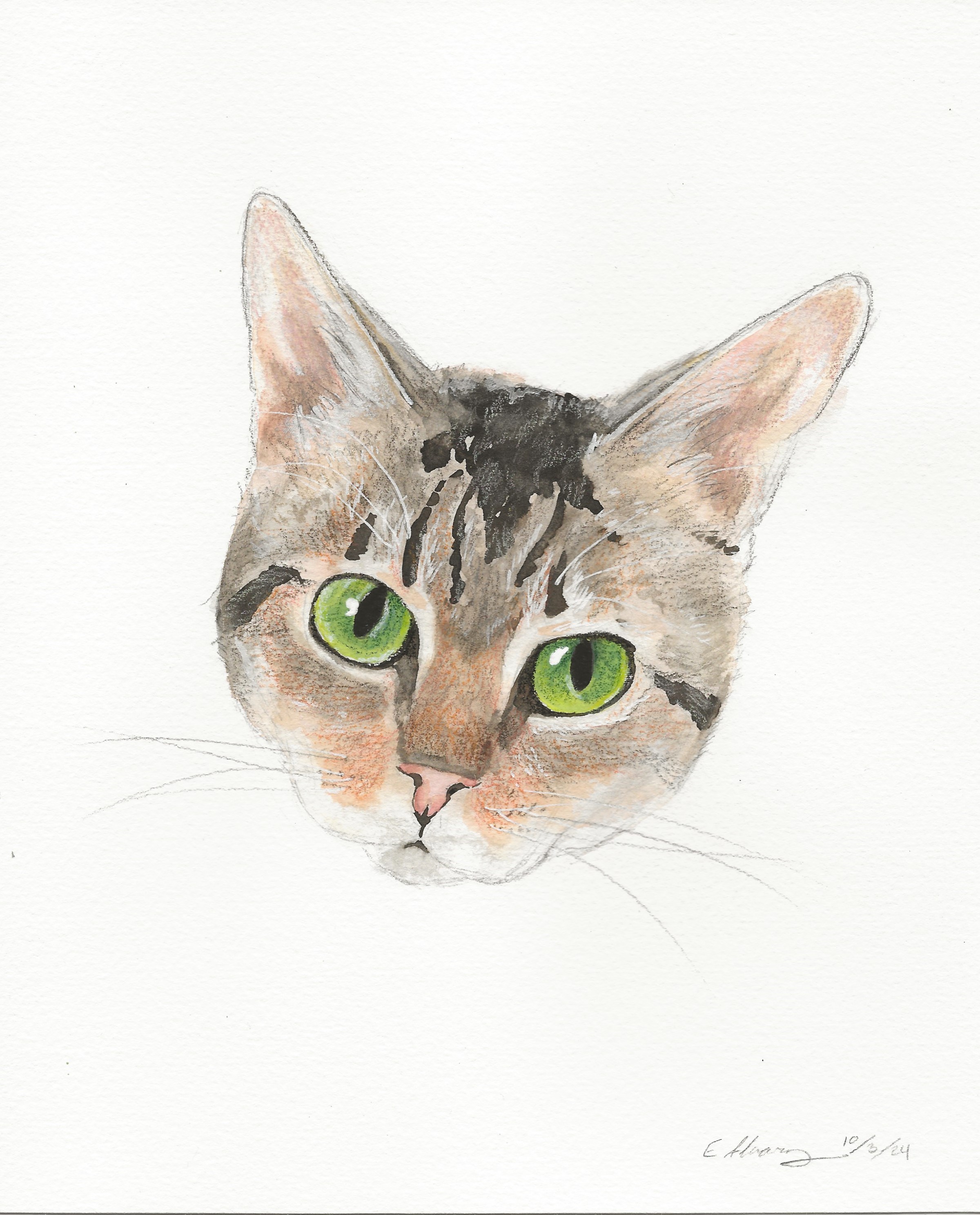 Enlarge Laurel, a Adoptable Domestic Short Hair in New Cumberland, PA image 6/6