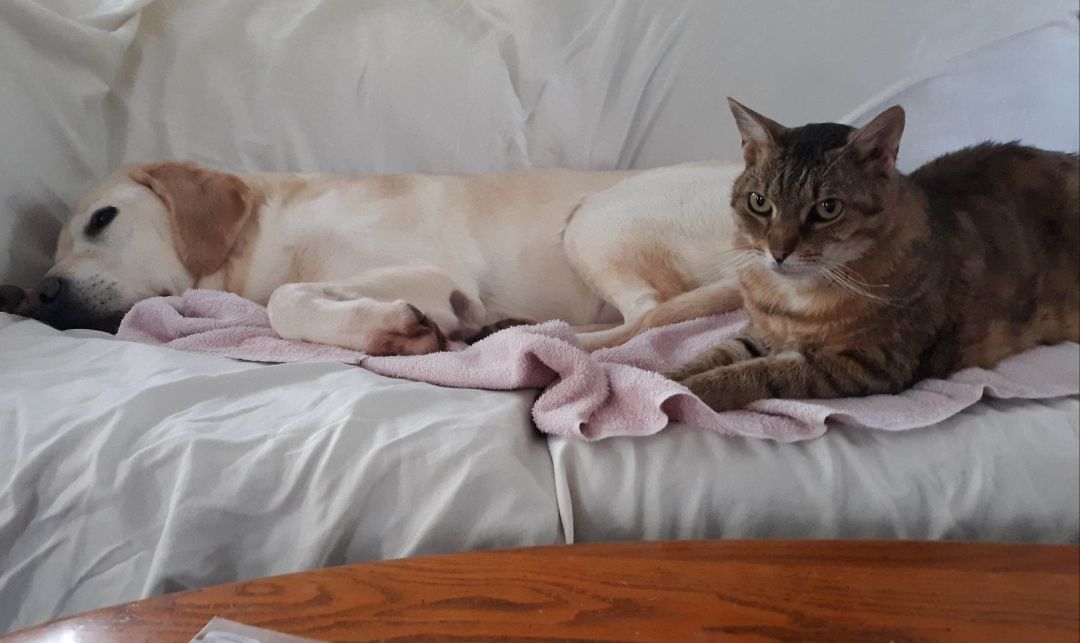 Enlarge Laurel, a Adoptable Domestic Short Hair in New Cumberland, PA image 1/6