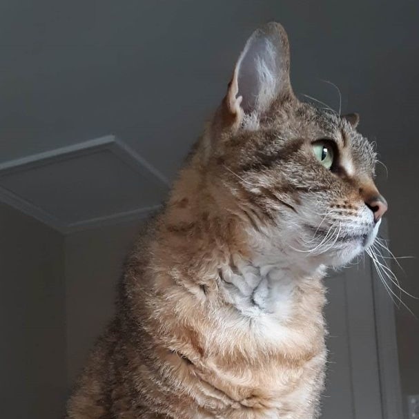 Enlarge Laurel, a Adoptable Domestic Short Hair in New Cumberland, PA image 2/6