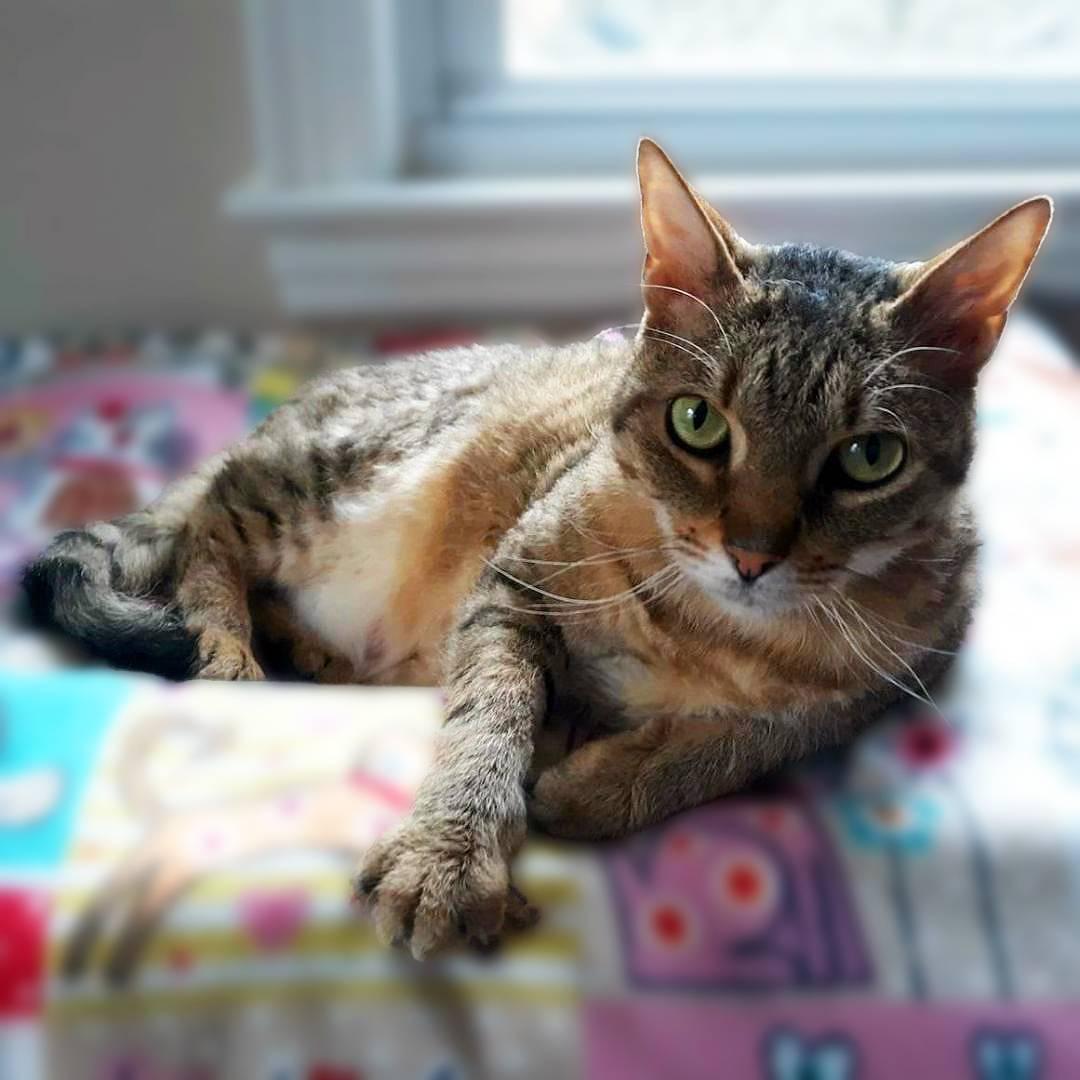 Enlarge Laurel, a Adoptable Domestic Short Hair in New Cumberland, PA image 4/6