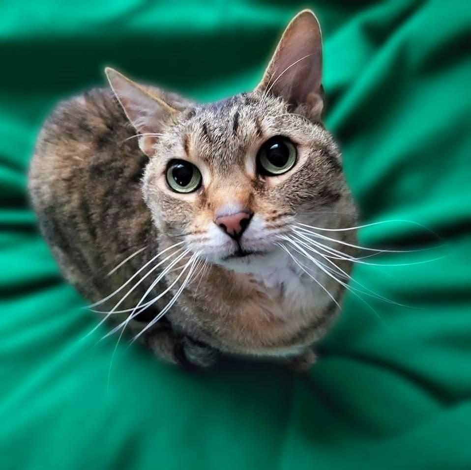 Enlarge Laurel, a Adoptable Domestic Short Hair in New Cumberland, PA image 1/6