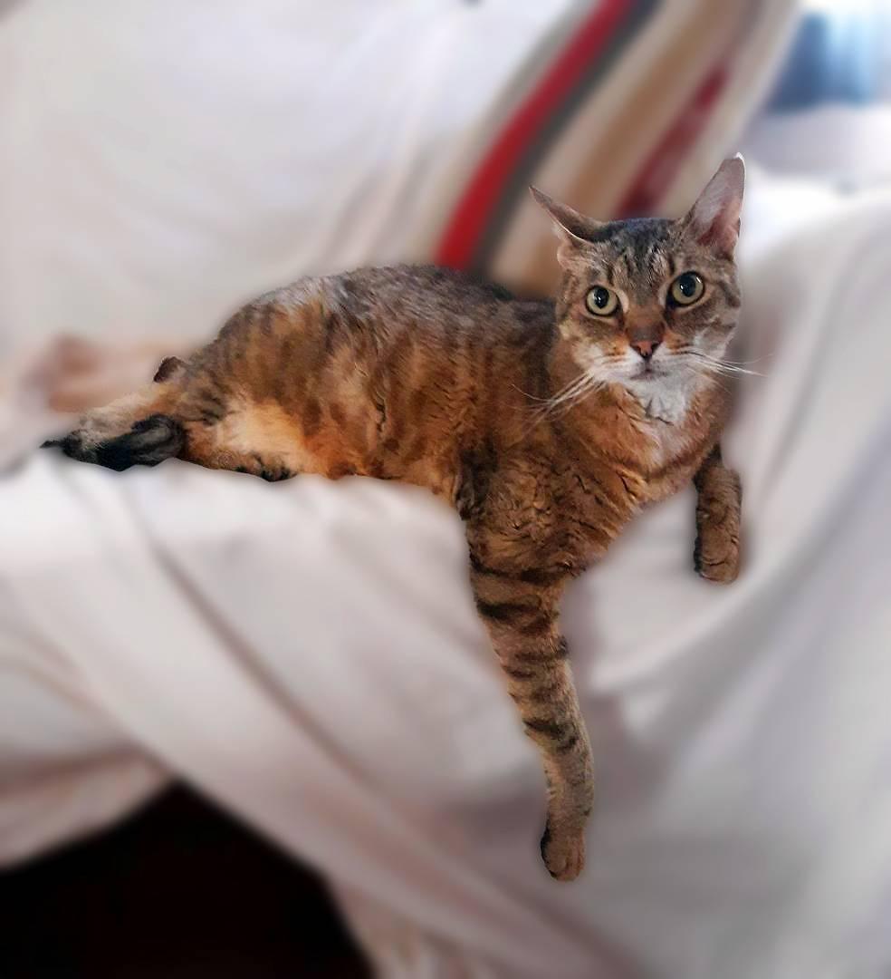 Enlarge Laurel, a Adoptable Domestic Short Hair in New Cumberland, PA image 5/6
