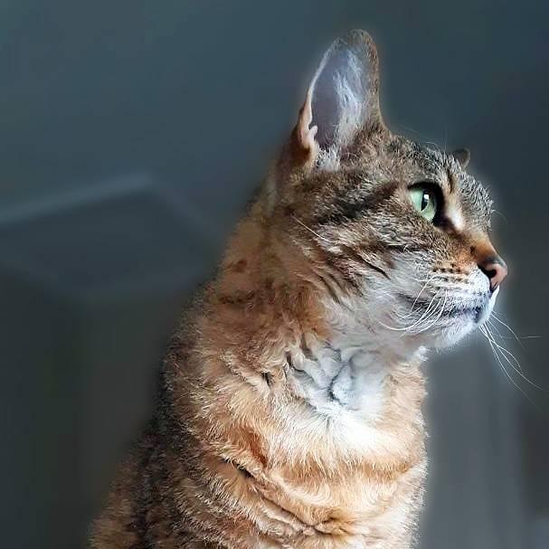 Enlarge Laurel, a Adoptable Domestic Short Hair in New Cumberland, PA image 3/6