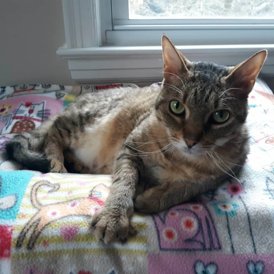 Enlarge Laurel, a Adoptable Domestic Short Hair in New Cumberland, PA image 3/6