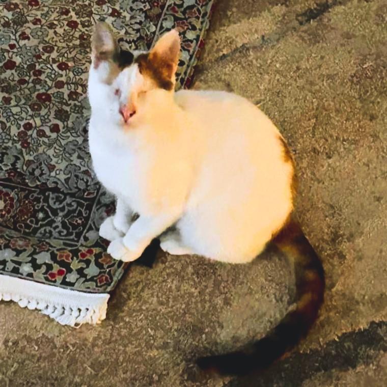 Enlarge Sandy and Tommy (both blind) – foster urgently needed for this bonded blind pair, a ADOPTABLE mixed breed in Mississauga, ON image 3/6