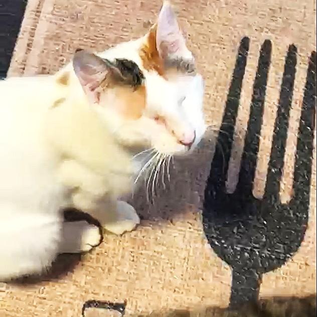 Enlarge Sandy and Tommy (both blind) – foster urgently needed for this bonded blind pair, a ADOPTABLE mixed breed in Mississauga, ON image 6/6