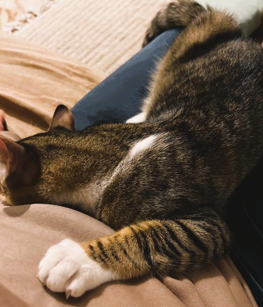 Enlarge Sandy and Tommy (both blind) – foster urgently needed for this bonded blind pair, a ADOPTABLE mixed breed in Mississauga, ON image 5/6