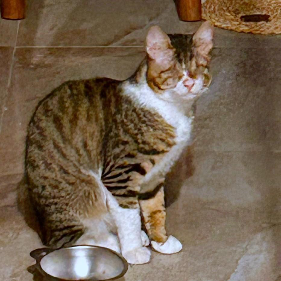 Enlarge Sandy and Tommy (both blind) – foster urgently needed for this bonded blind pair, a ADOPTABLE mixed breed in Mississauga, ON image 4/6