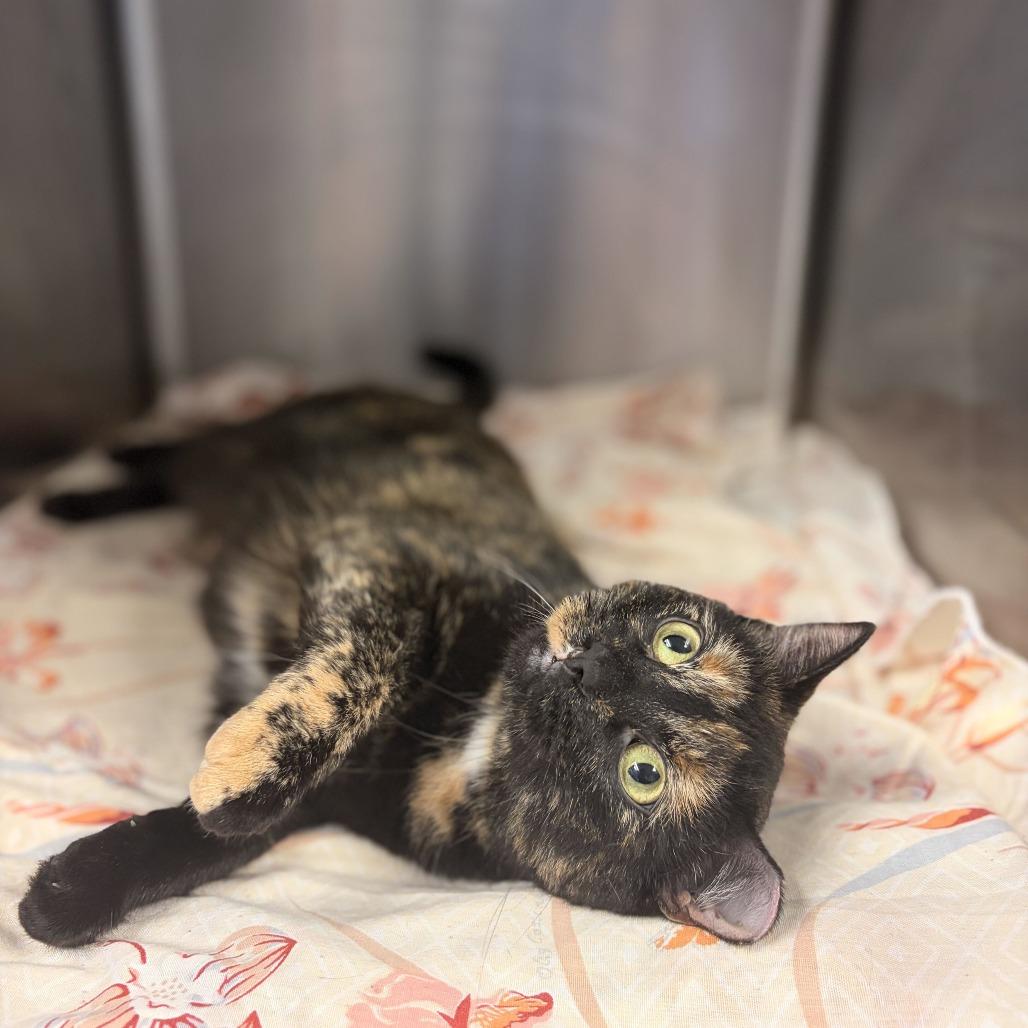 Enlarge Toob, a Adoptable Domestic Short Hair in Davenport, IA image 1/5