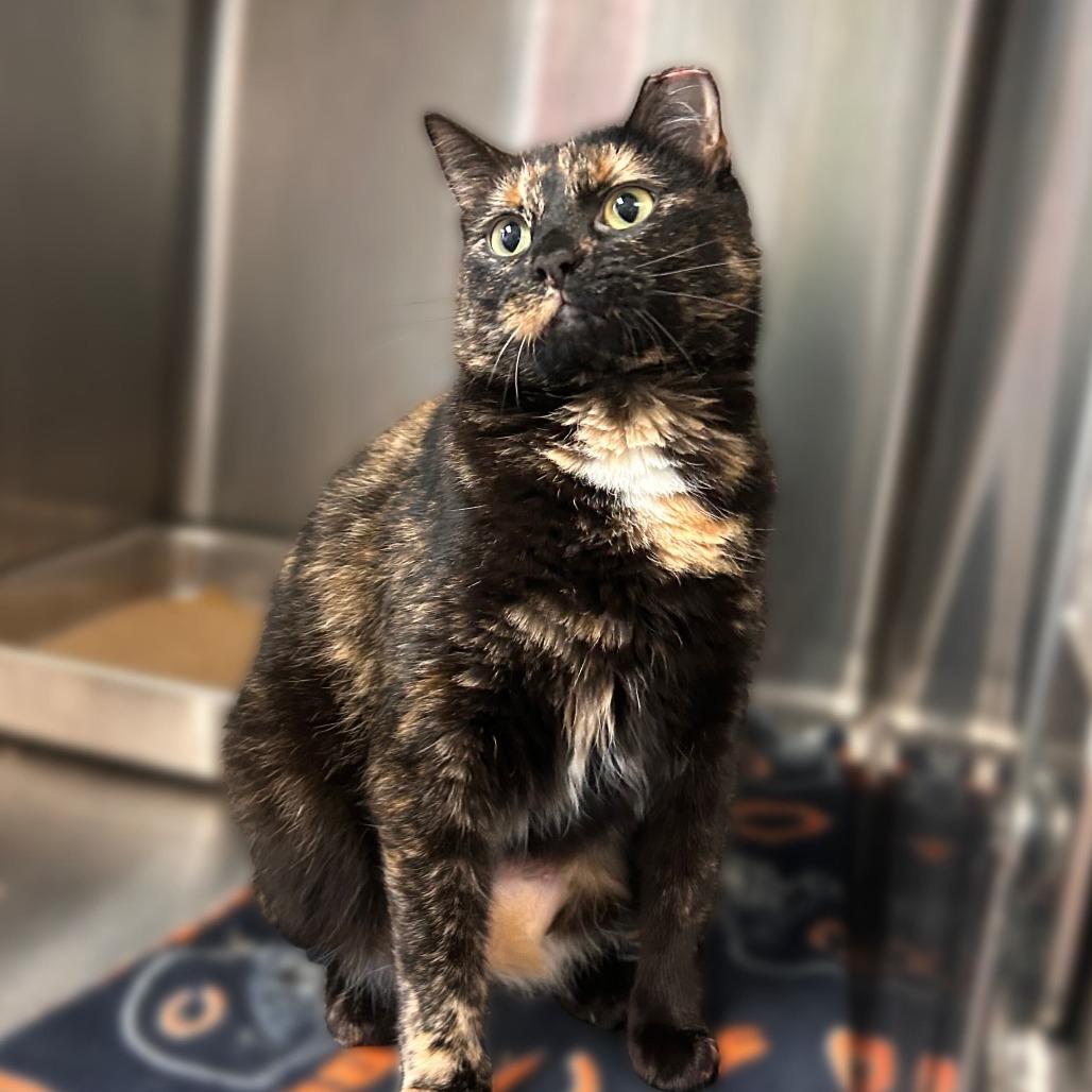 Enlarge Toob, a Adoptable Domestic Short Hair in Davenport, IA image 2/5