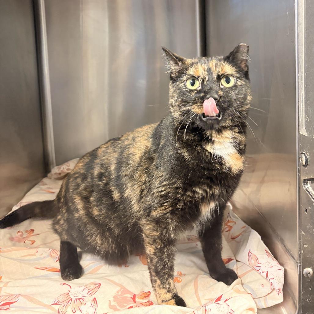 Enlarge Toob, a Adoptable Domestic Short Hair in Davenport, IA image 3/5