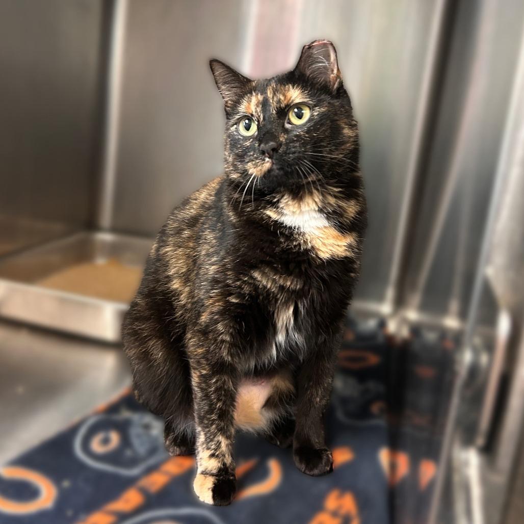 Enlarge Toob, a Adoptable Domestic Short Hair in Davenport, IA image 4/5