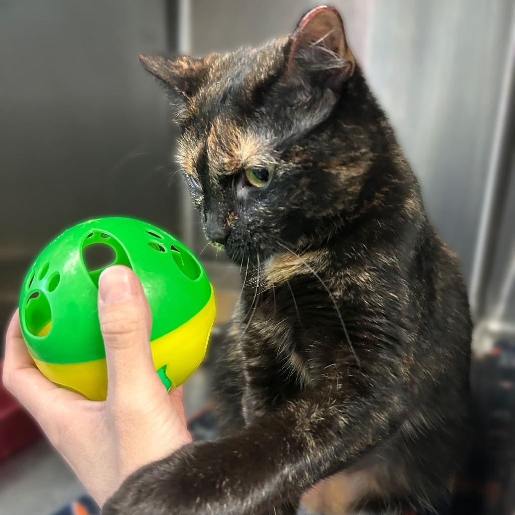 Enlarge Toob, a Adoptable Domestic Short Hair in Davenport, IA image 5/5